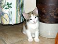 caramel 06-04 046